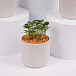 Mixed Mini Indoor Plant Collection