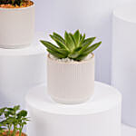 Mixed Mini Indoor Plant Collection