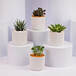 Mixed Mini Indoor Plant Collection