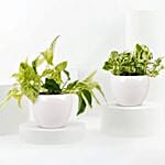 Golden and Joy Money Plant Plant Set