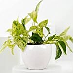 Golden and Joy Money Plant Plant Set