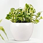 Golden and Joy Money Plant Plant Set