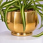 Chlorophytum or Spider Plant