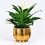 Peace lily in Matt Black Planter