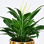 Peace lily in Matt Black Planter