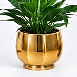 Peace lily in Matt Black Planter