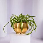 Chlorophytum or Spider Plant