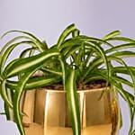 Chlorophytum or Spider Plant