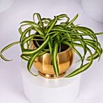 Chlorophytum or Spider Plant