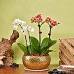 Elegant Mini Orchid Duo in Golden Planter