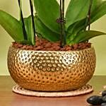 Elegant Mini Orchid Duo in Golden Planter