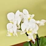 Elegant Mini Orchid Duo in Golden Planter