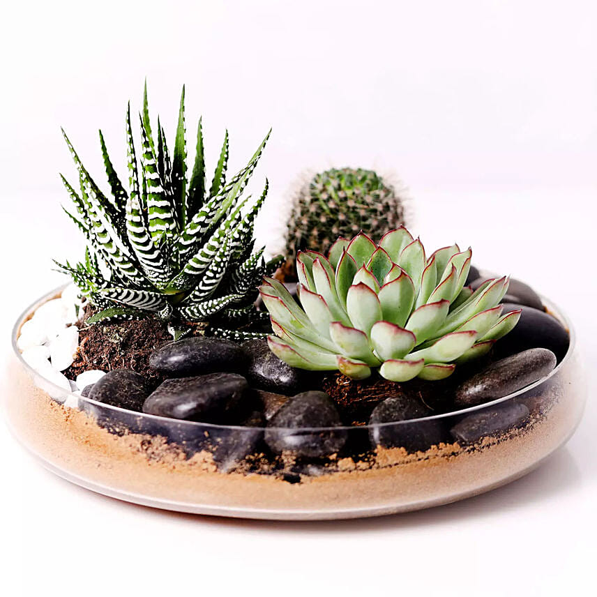 Combo of 3 Plants In Clear Glass Platter: 