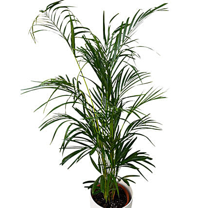 Arica Plant White Pot: 