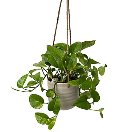 Hanging Epipremnum Aureum Plant Pot: Send Plants to Saudi Arabia