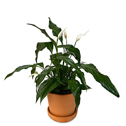 Peace Lily Plant Mud Pot: Send Plants to Saudi Arabia