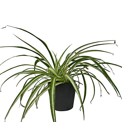 Spider Plant Ceramic Pot: 