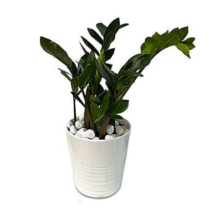 Zamia Plant White Ceramic Pot: Send Plants to Saudi Arabia