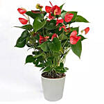 Red Anthurium In Ceramic Pot