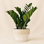 Air Purifying Zamia Plant In White Ceramic Pot