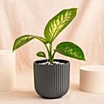 Dieffenbachia Grey Plant