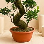 Indoor Plants S Shape Bonsai Plant