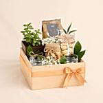 MAndS Premium Tea N Jade Plant Hamper
