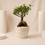 Outdoor Bonsai Plant In White Ceramic Pot