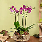 Purple Orchid Stem Golden Pot