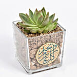 Ramadan Kareem Elegant Echevaria Plant