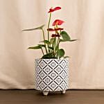 Red Anthurium Black And White Ceramic Pot