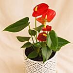 Red Anthurium Black And White Ceramic Pot