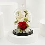 Red Forever Rose N Godiva A