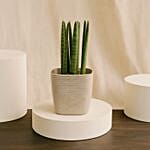 Sansevieria Plant Elegant Pot