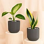 Snake And Dieffenbachia In Two Grey Planters