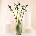 Spiral Lucky Bamboo In Premium Vase