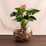 Stunning Pink Anthurium Bowl