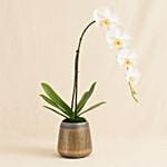 White Orchid Plant Luxe