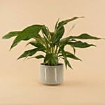 Peace Lily Ceramic Pot