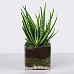 Aloe Vera Plant In Square Vase