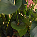 Anthurium & Sansevieria Plant Golden Pot