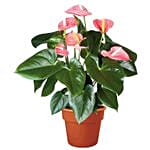 Blooming Anthurium Plant In Round Red Pot
