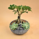 Bonsai & Echevieria Pot