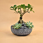 Bonsai & Echevieria Pot