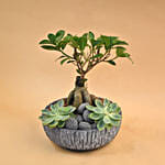 Bonsai & Echevieria Pot