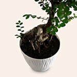 Chinese Elm Bonsai