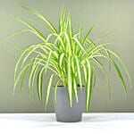 Chlorophytum Or Spider Plant
