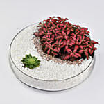 Crescent Moon Dish Garden