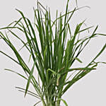 Cymbopogon Plant Pot