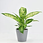 Dieffenbachia Plant For Your Indoors
